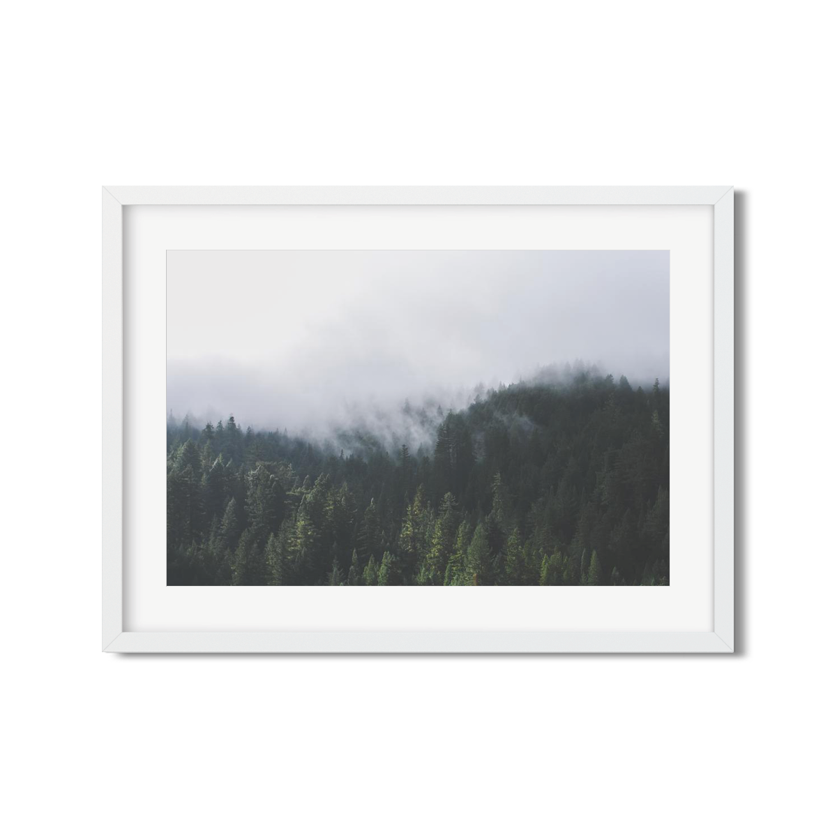 PINES NO. 2