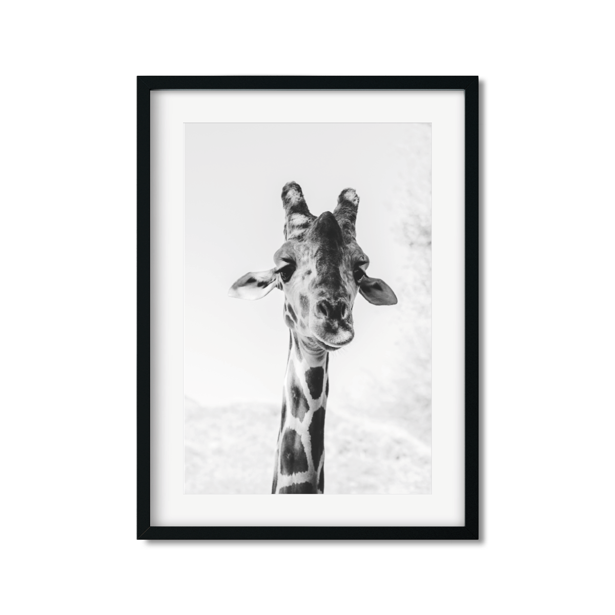 PALM SPRINGS GIRAFFE