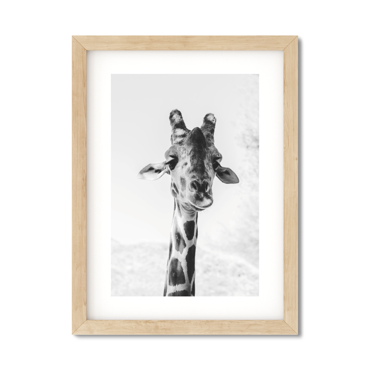 PALM SPRINGS GIRAFFE