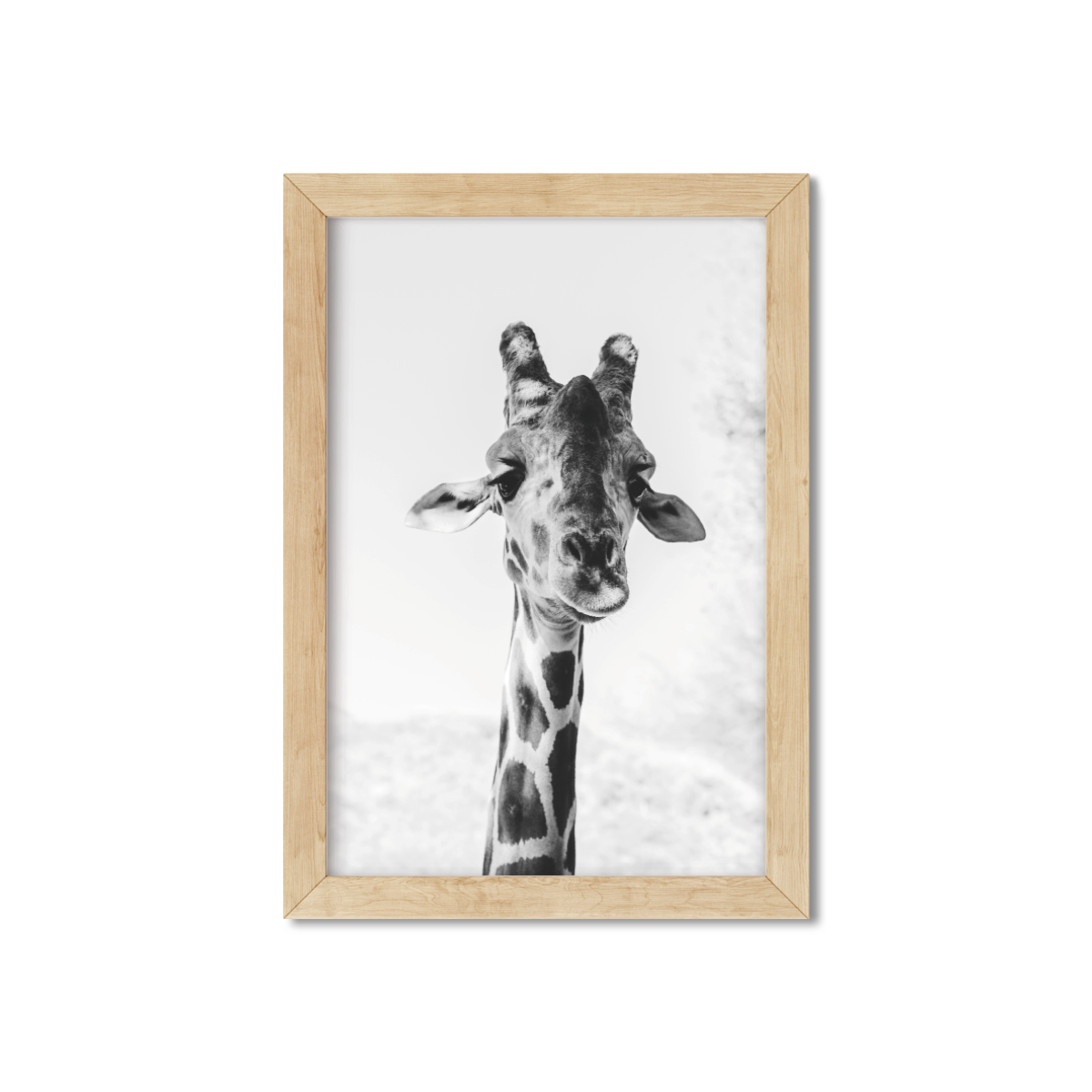 PALM SPRINGS GIRAFFE