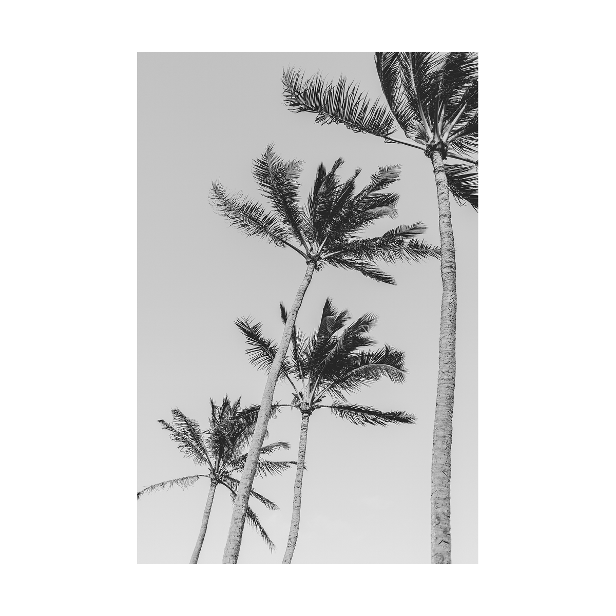 PALMS