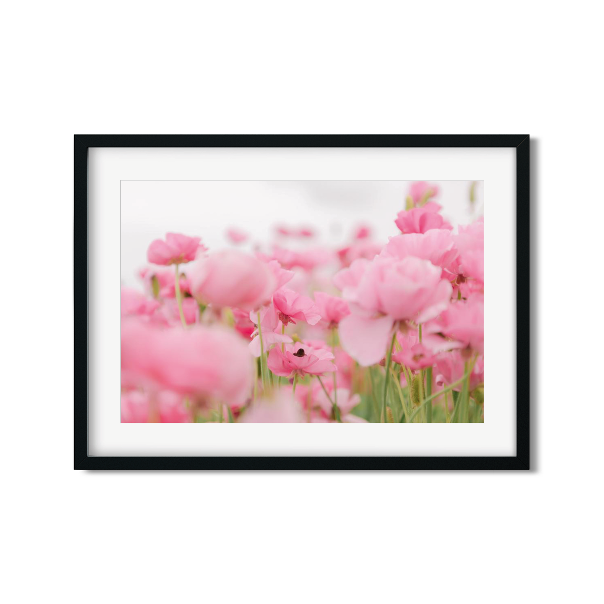 RANUNCULUS NO. 15
