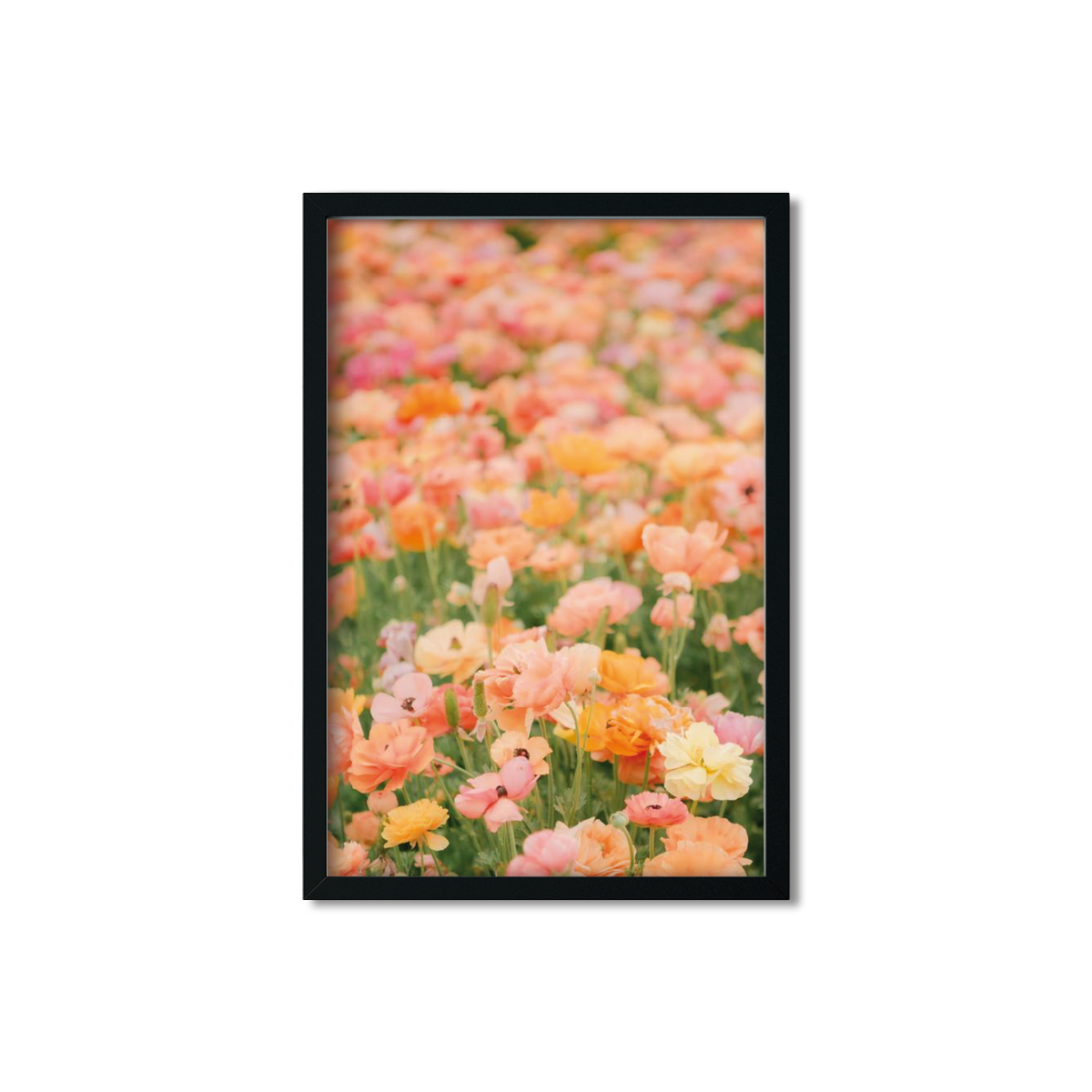 RANUNCULUS NO. 16
