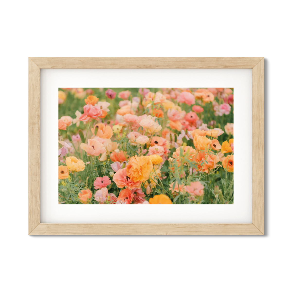 RANUNCULUS NO. 17