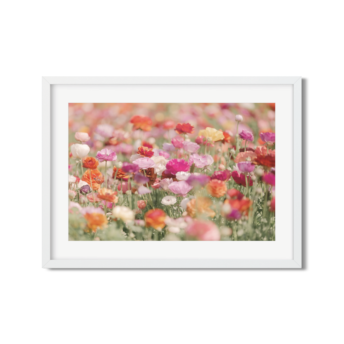 RANUNCULUS NO. 24
