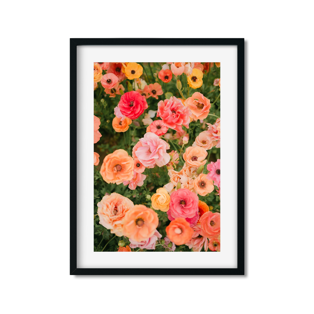 RANUNCULUS NO. 7