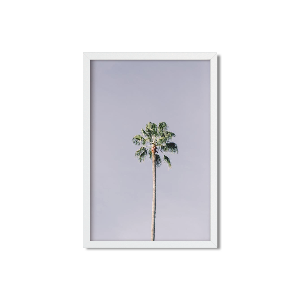 SOLO PALM