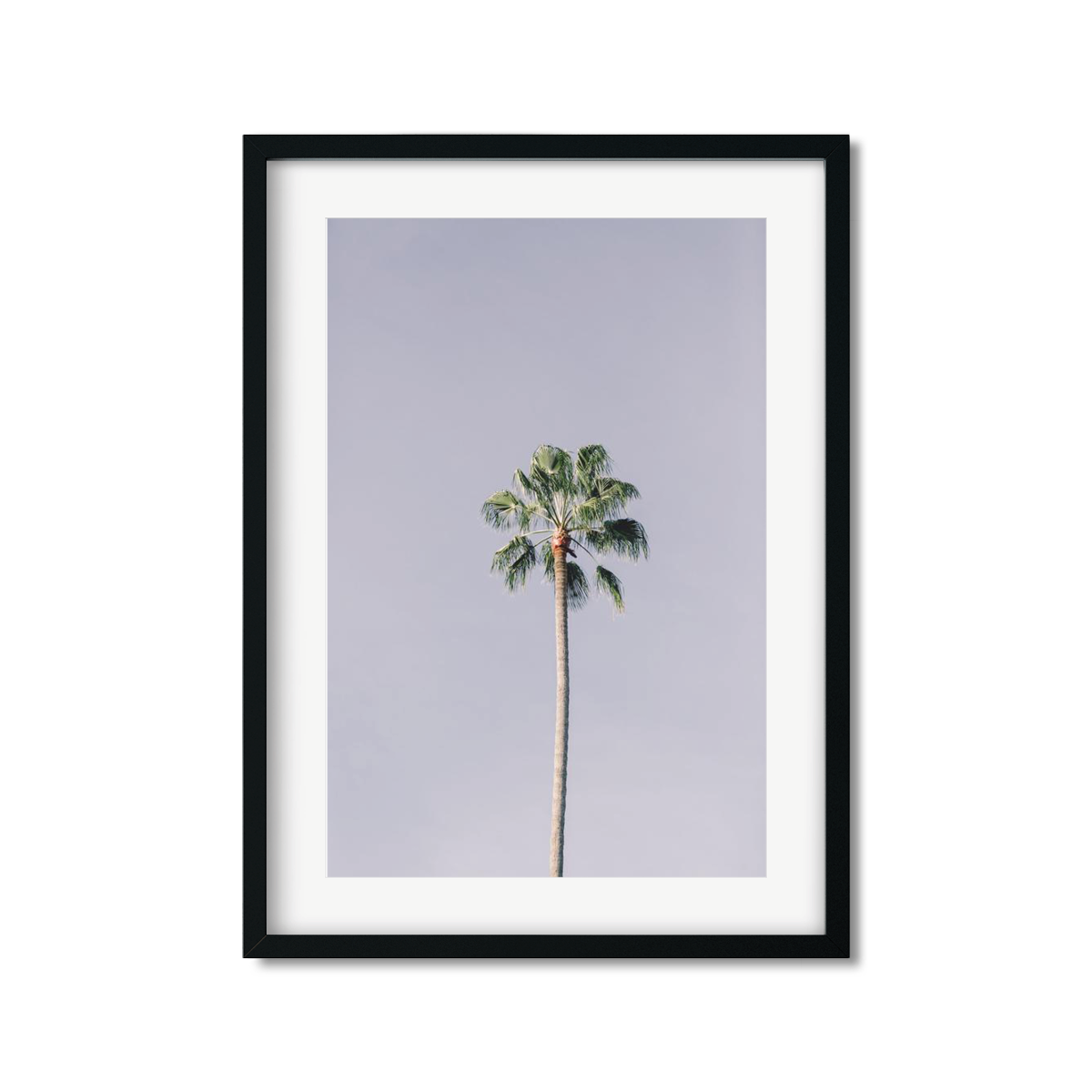 SOLO PALM