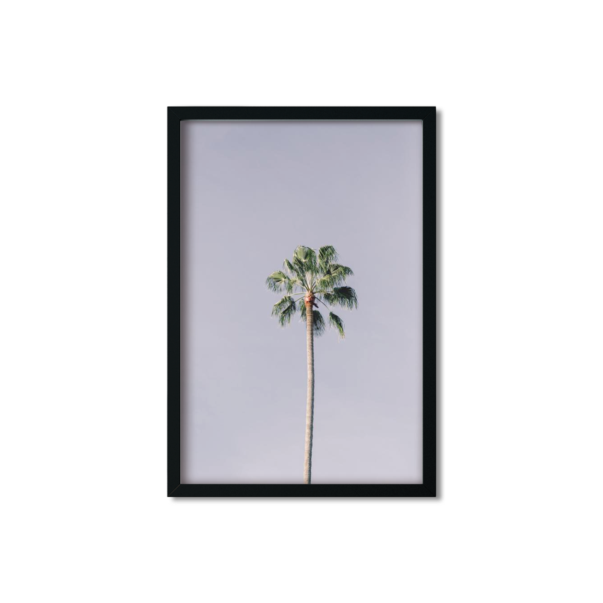 SOLO PALM