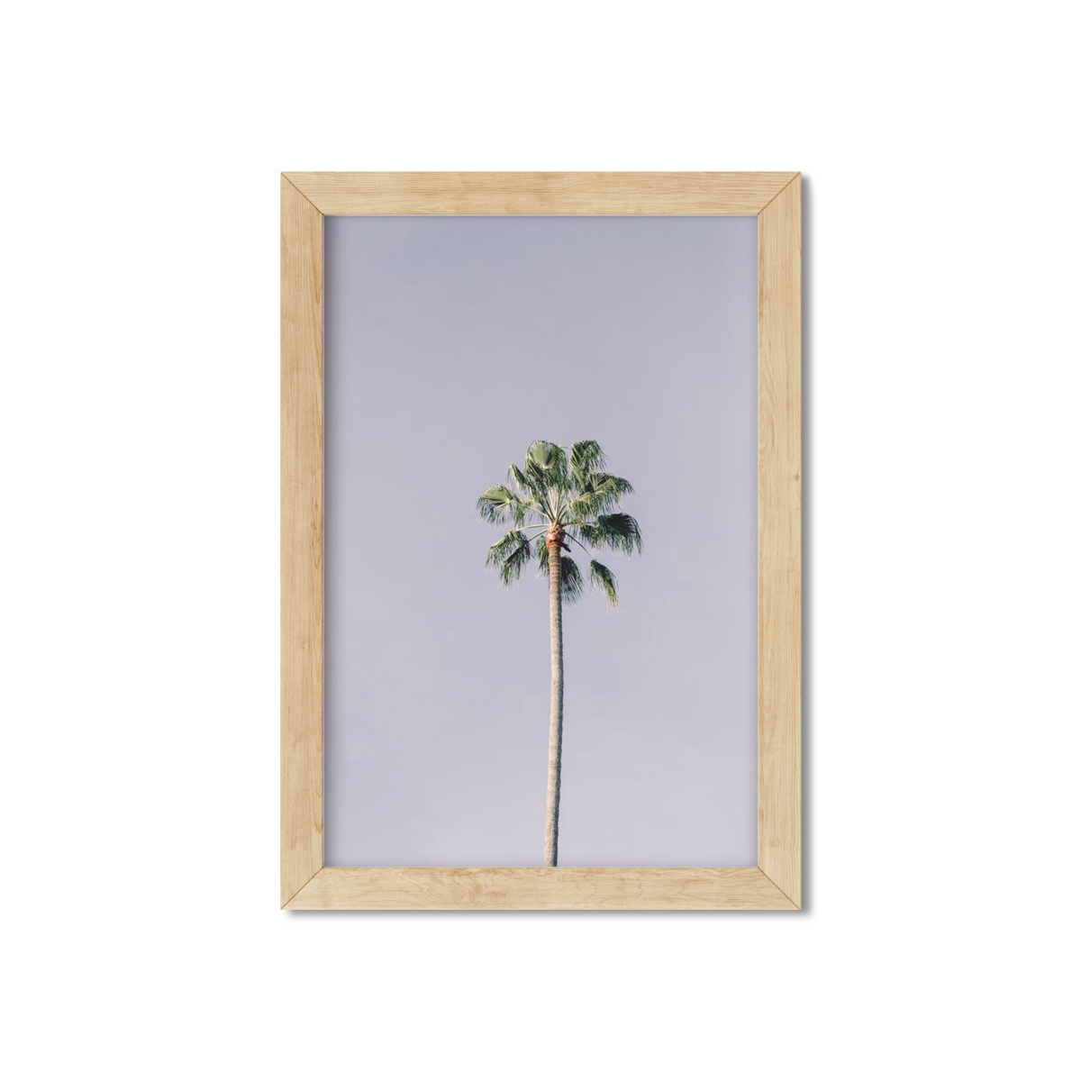 SOLO PALM