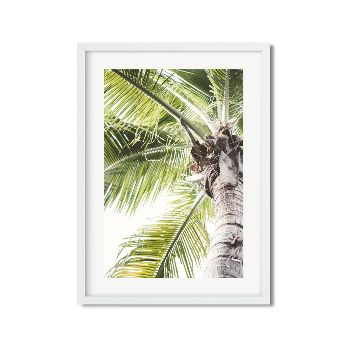 SOLO PALM NO. 2
