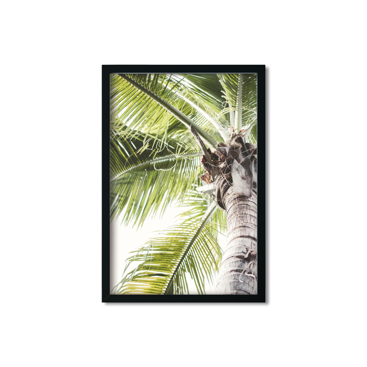 SOLO PALM NO. 2