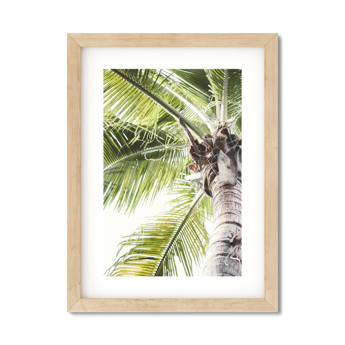 SOLO PALM NO. 2