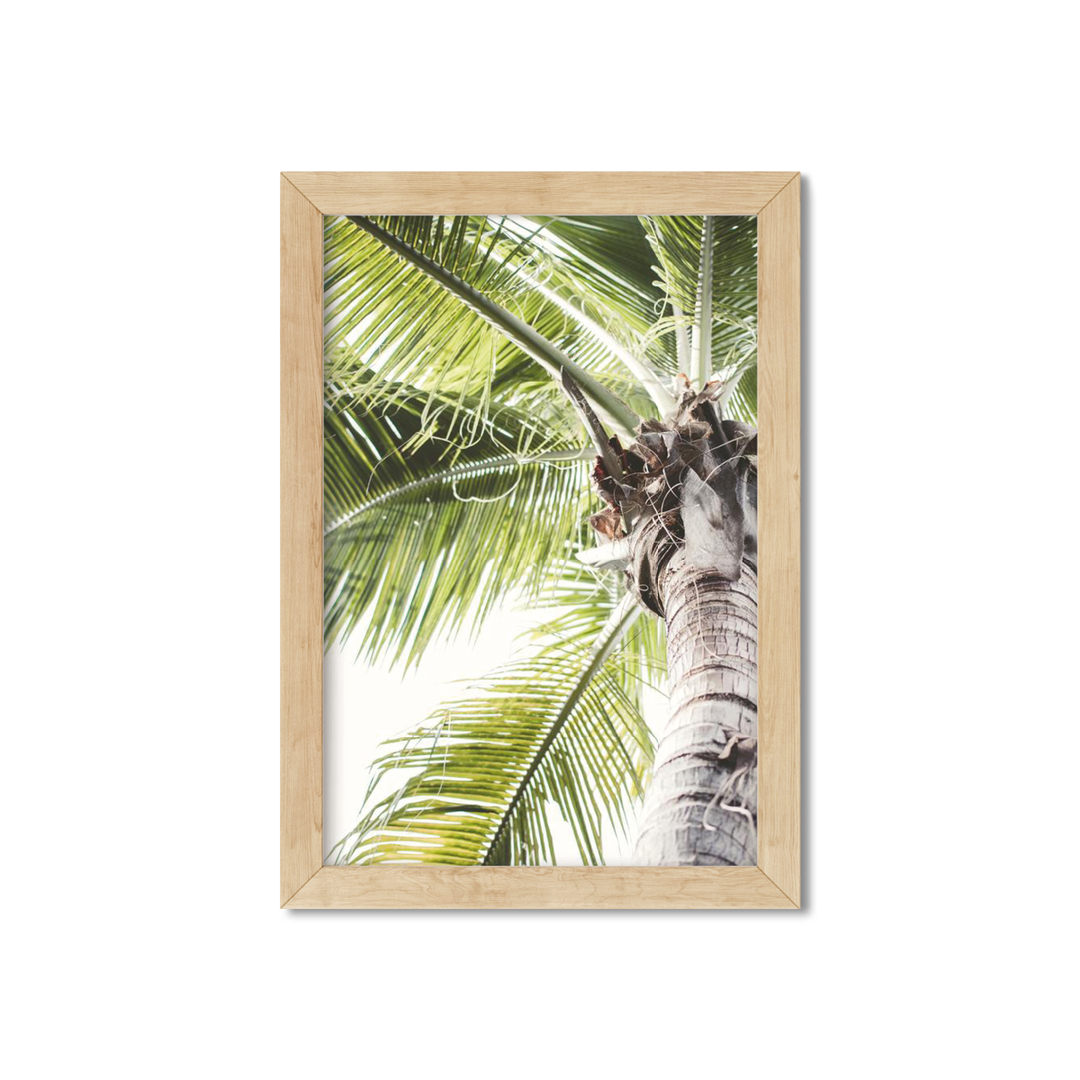 SOLO PALM NO. 2