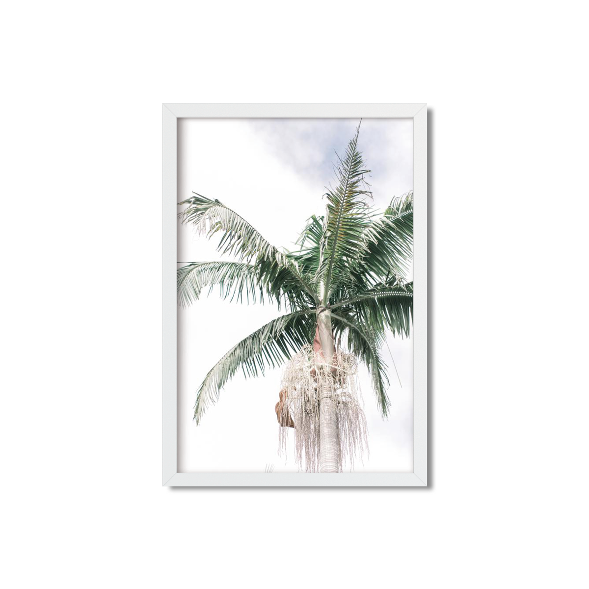 SOLO PALM NO. 3