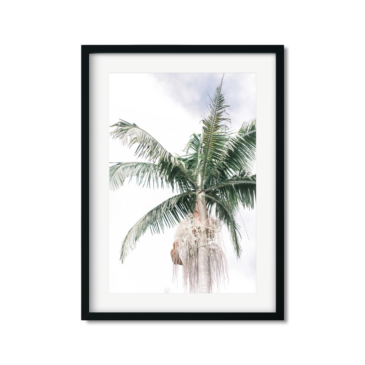 SOLO PALM NO. 3
