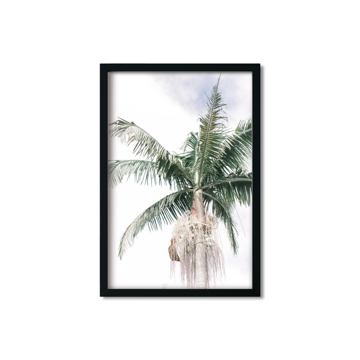 SOLO PALM NO. 3