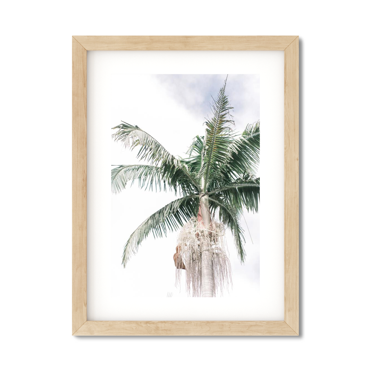 SOLO PALM NO. 3
