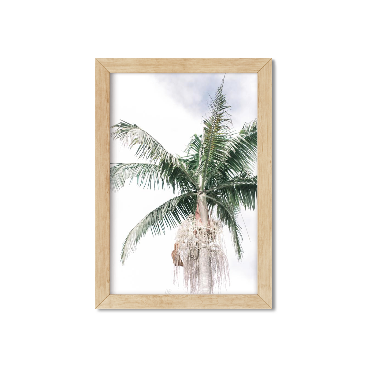 SOLO PALM NO. 3
