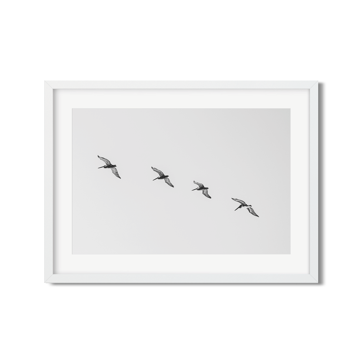 PELICANS
