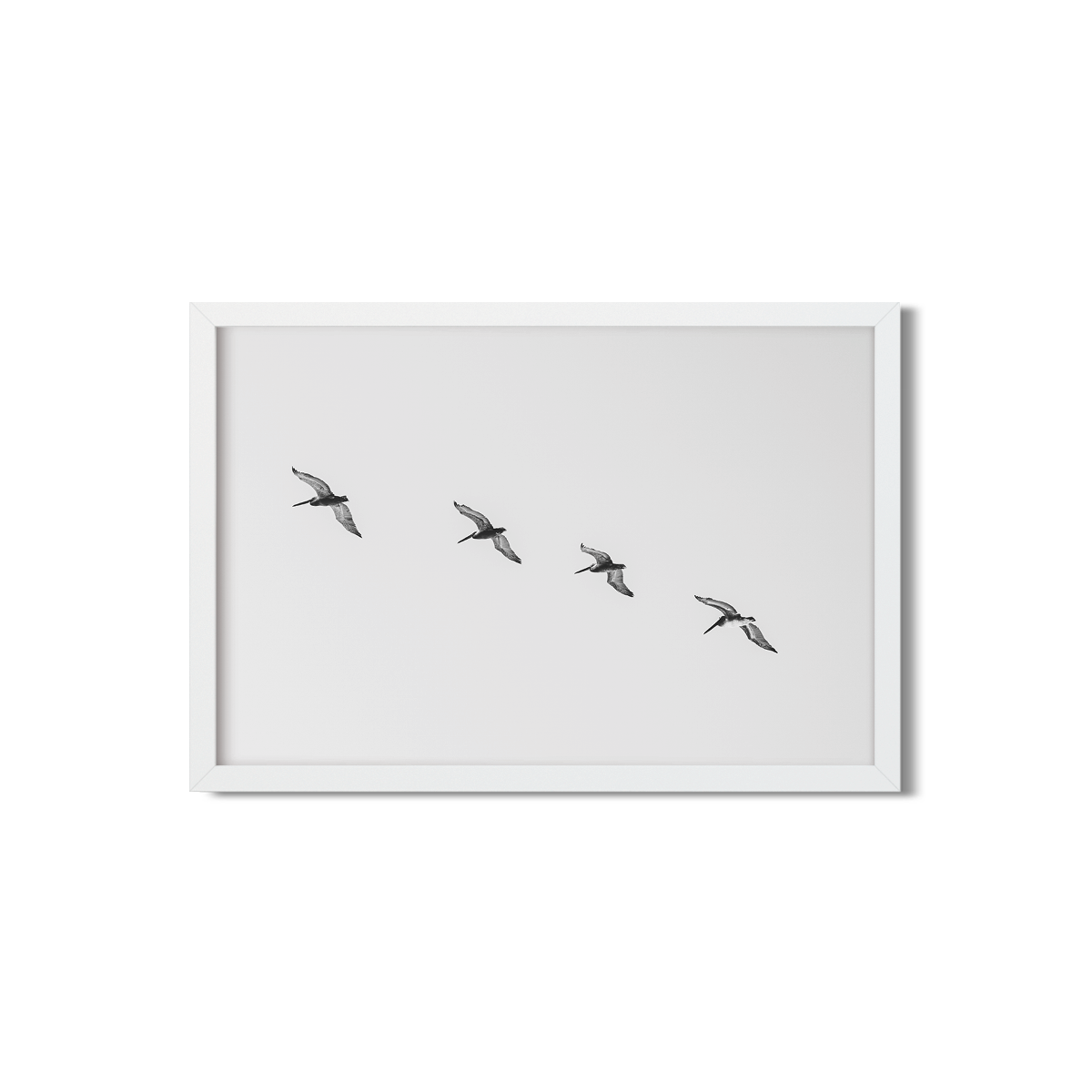PELICANS