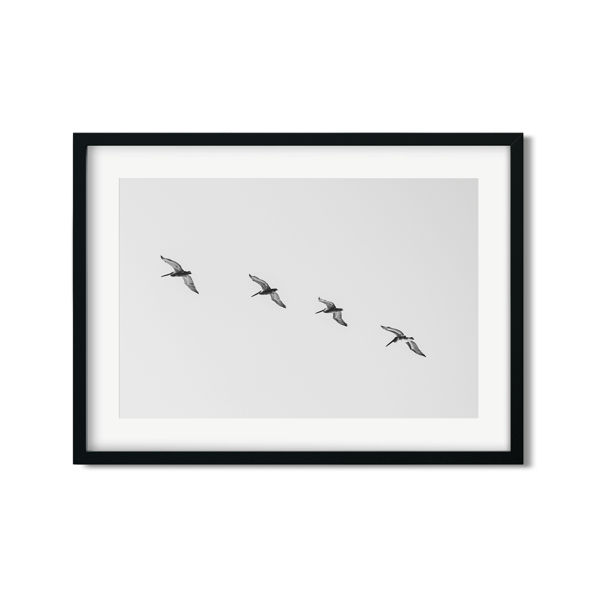 PELICANS