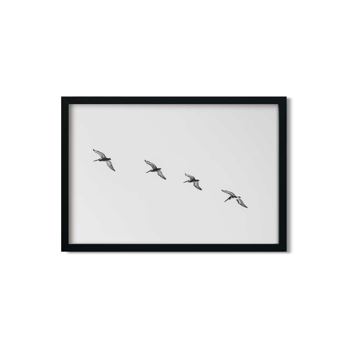 PELICANS