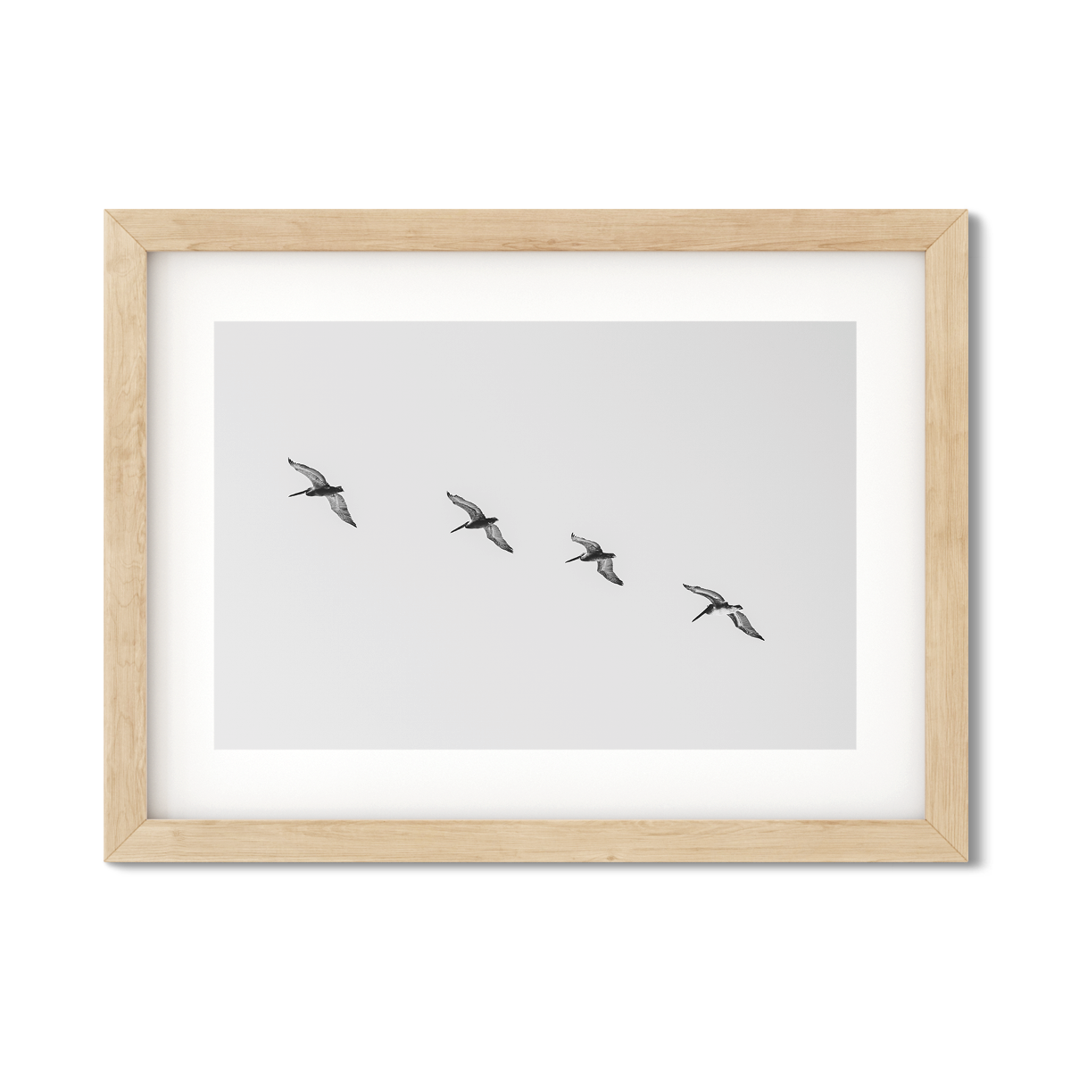 PELICANS