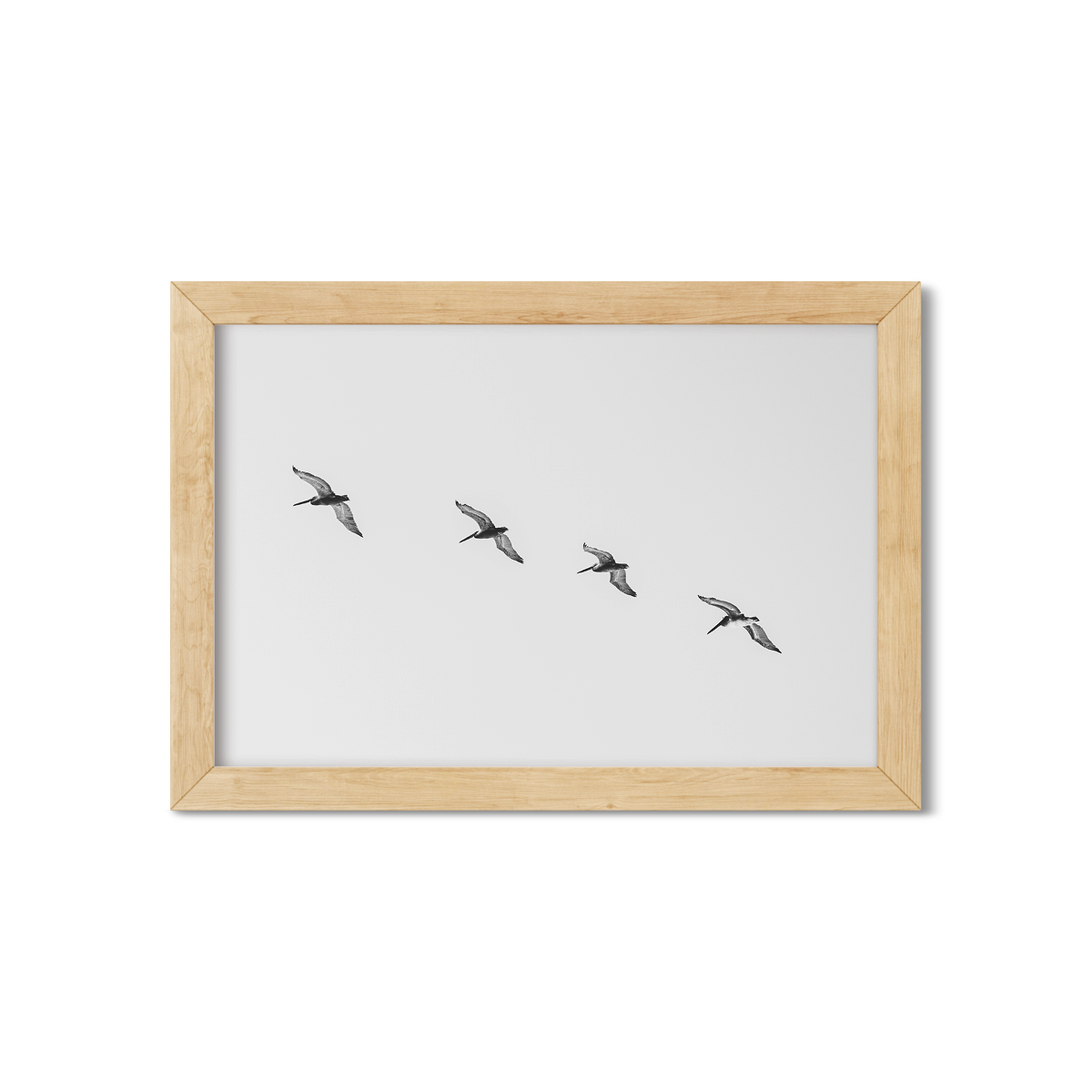 PELICANS