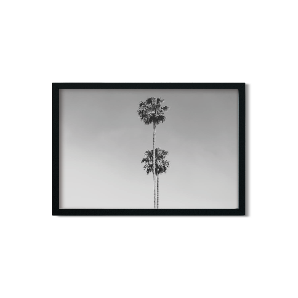TWO PALMS