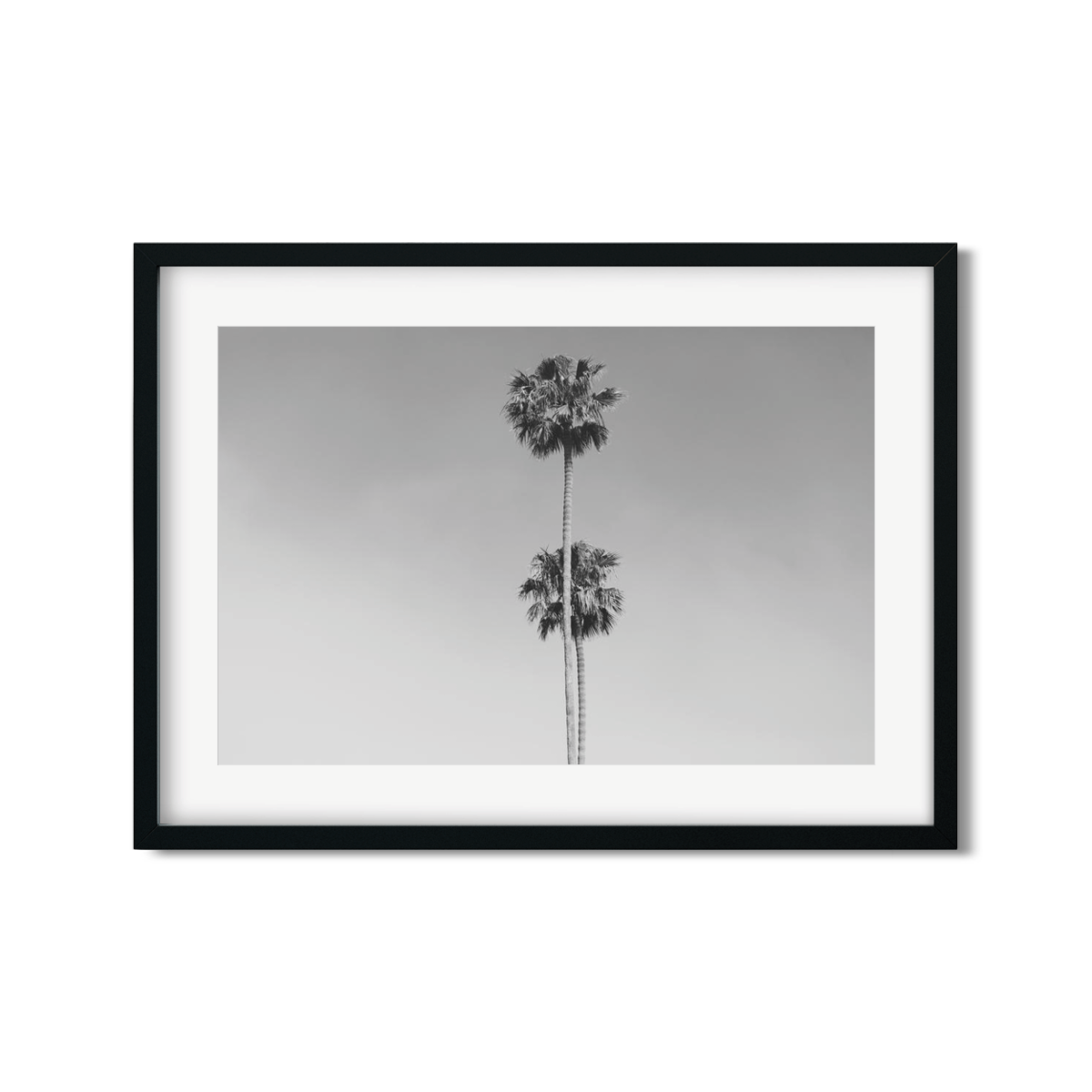 TWO PALMS
