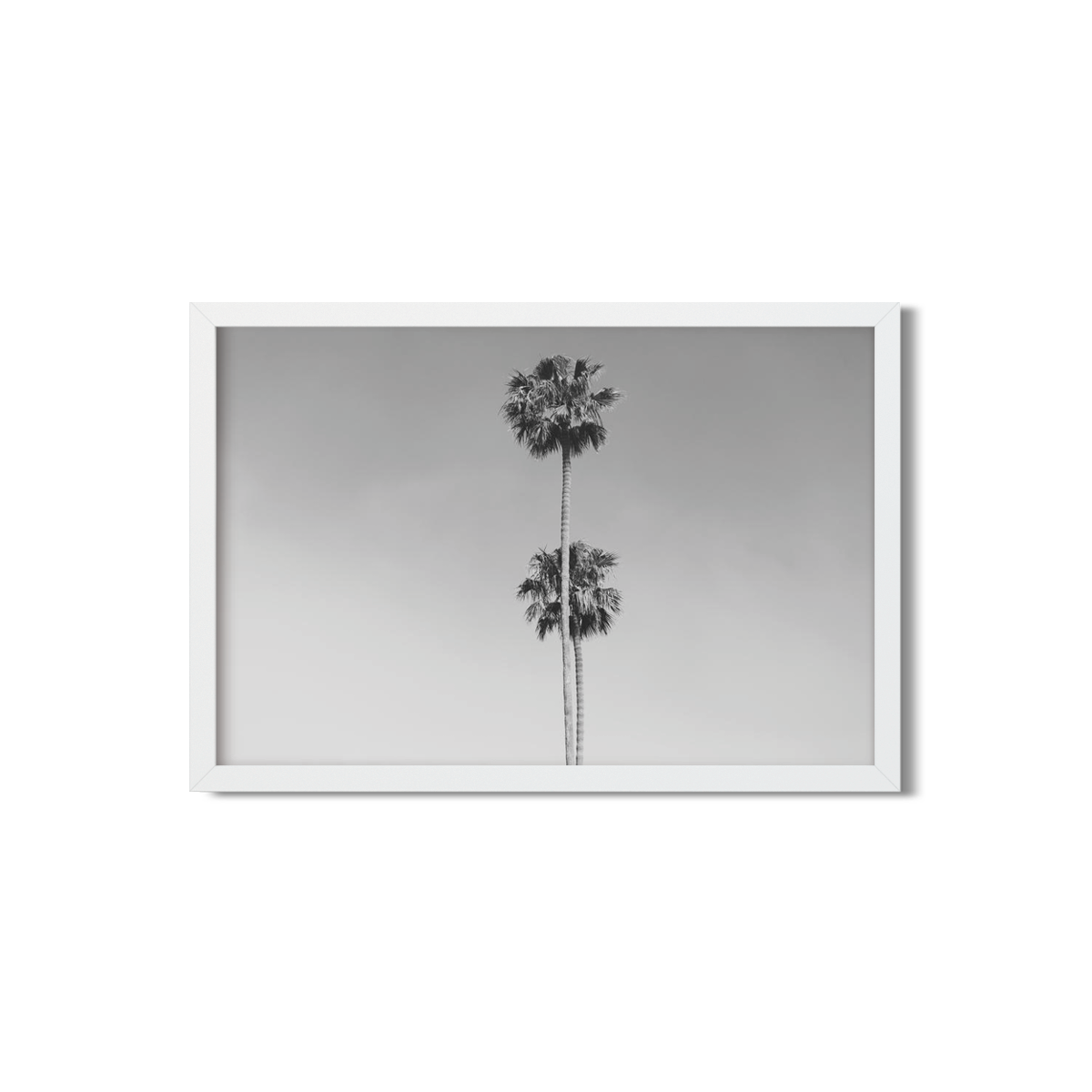 TWO PALMS