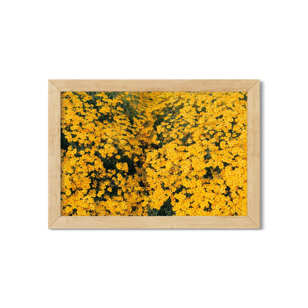 YELLOW DAISIES NO. 2