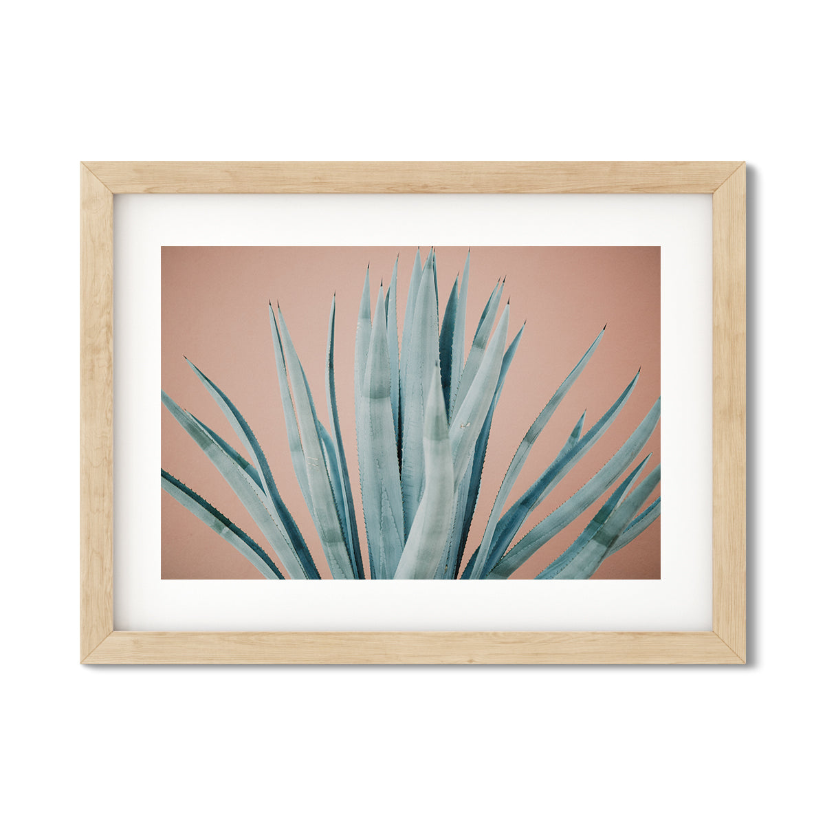 AGAVE NO. 11