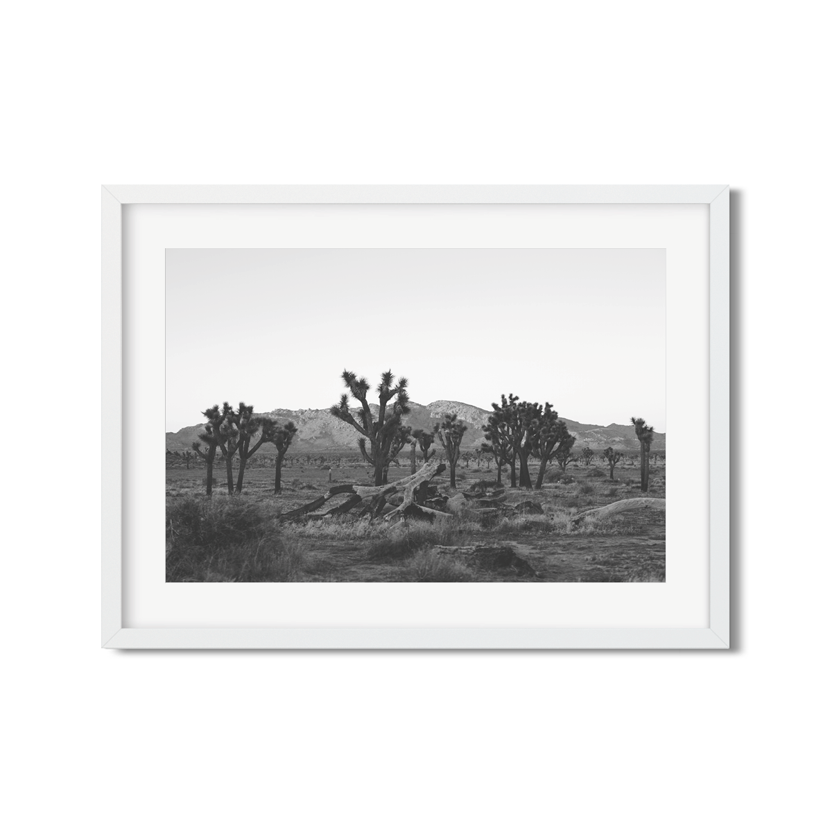 JOSHUA TREE NO. 18