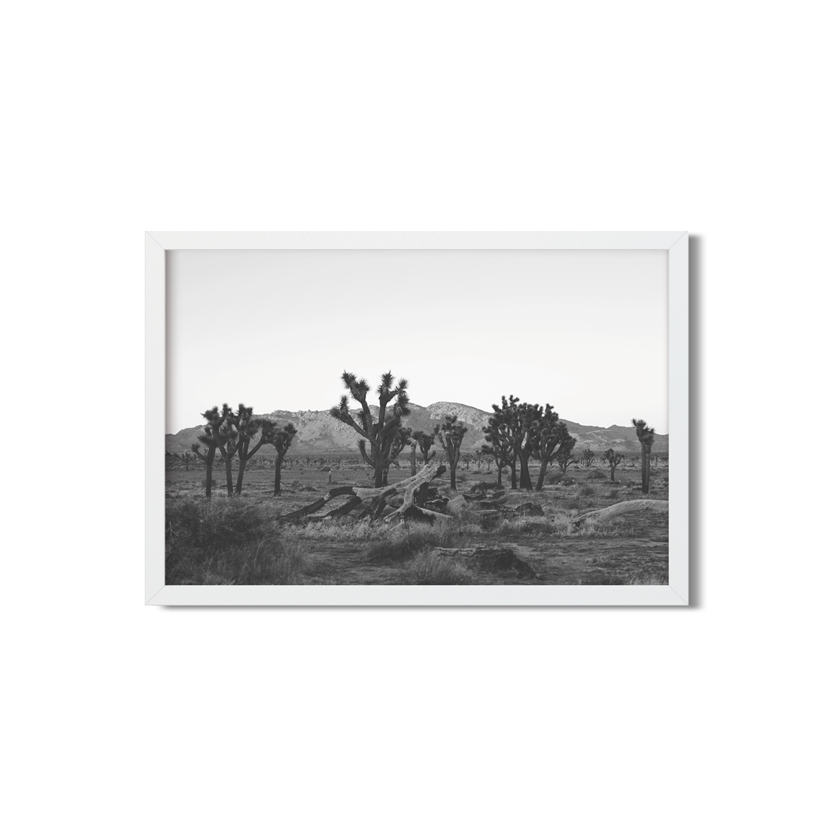 JOSHUA TREE NO. 18