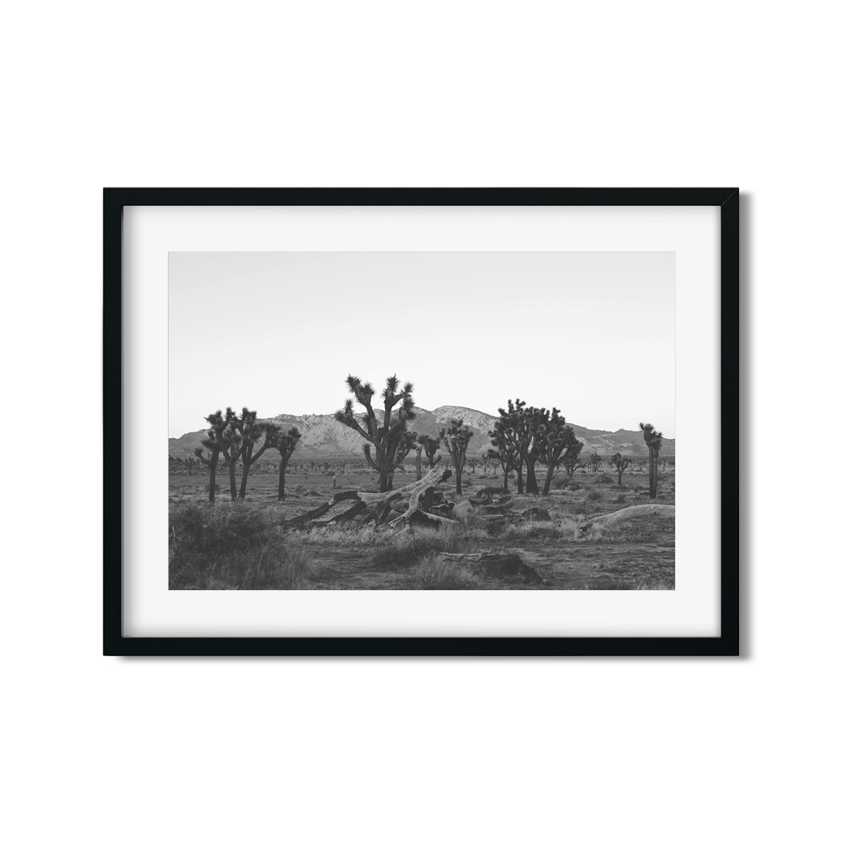 JOSHUA TREE NO. 18