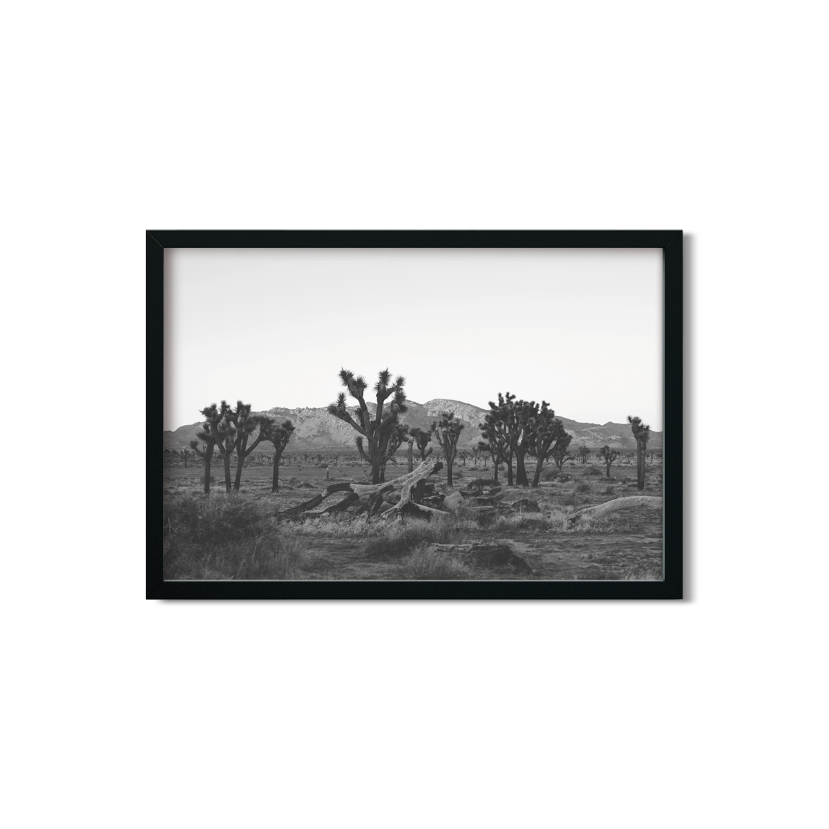 JOSHUA TREE NO. 18