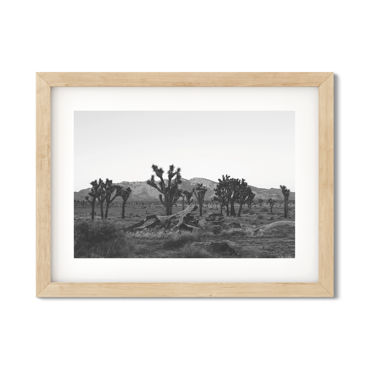 JOSHUA TREE NO. 18