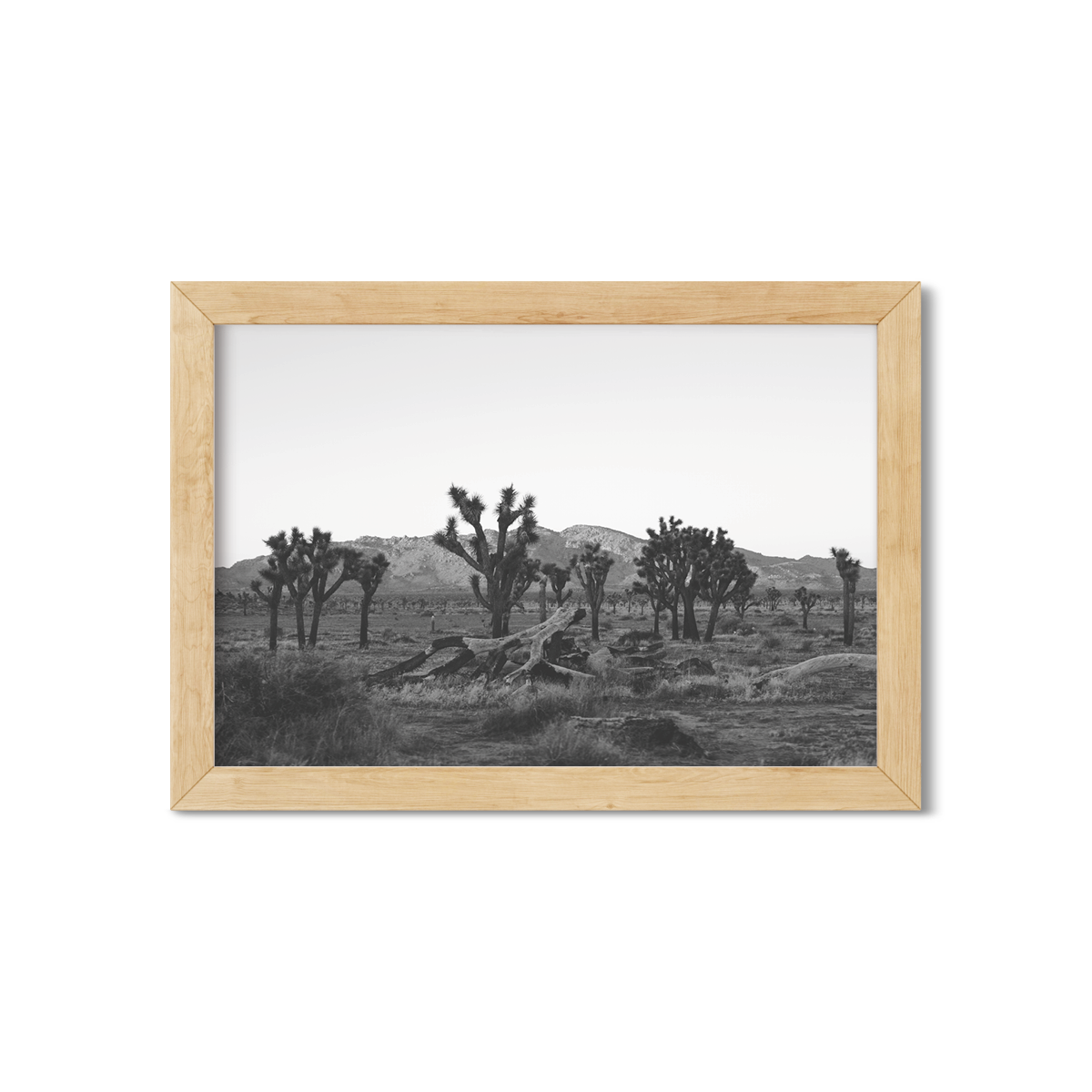 JOSHUA TREE NO. 18