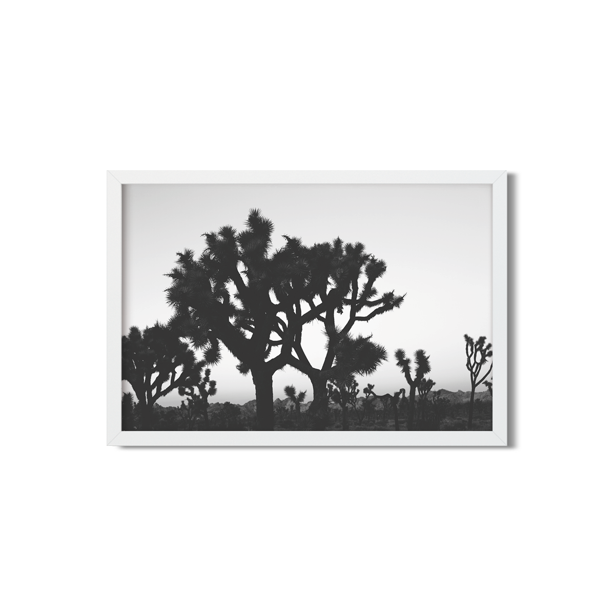 JOSHUA TREE NO. 23