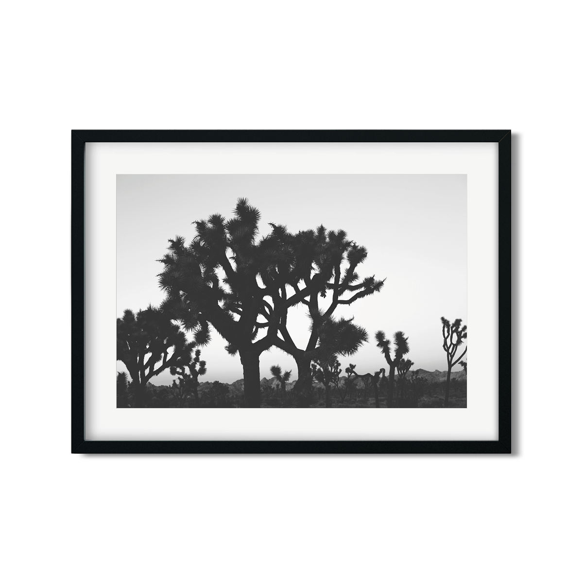 JOSHUA TREE NO. 23