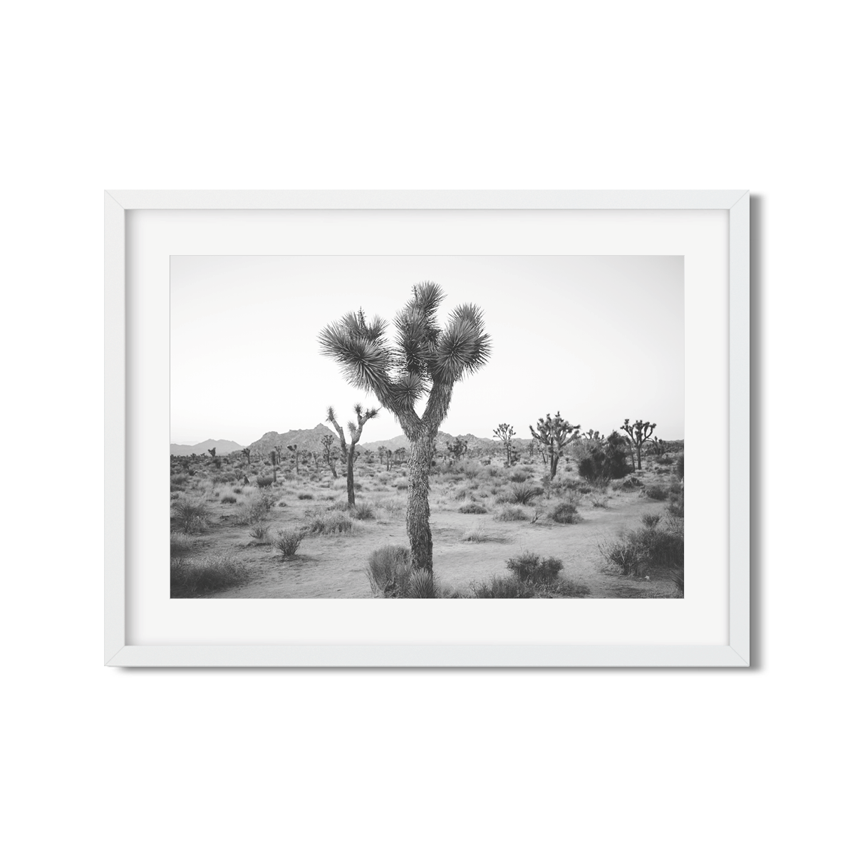 JOSHUA TREE NO. 24