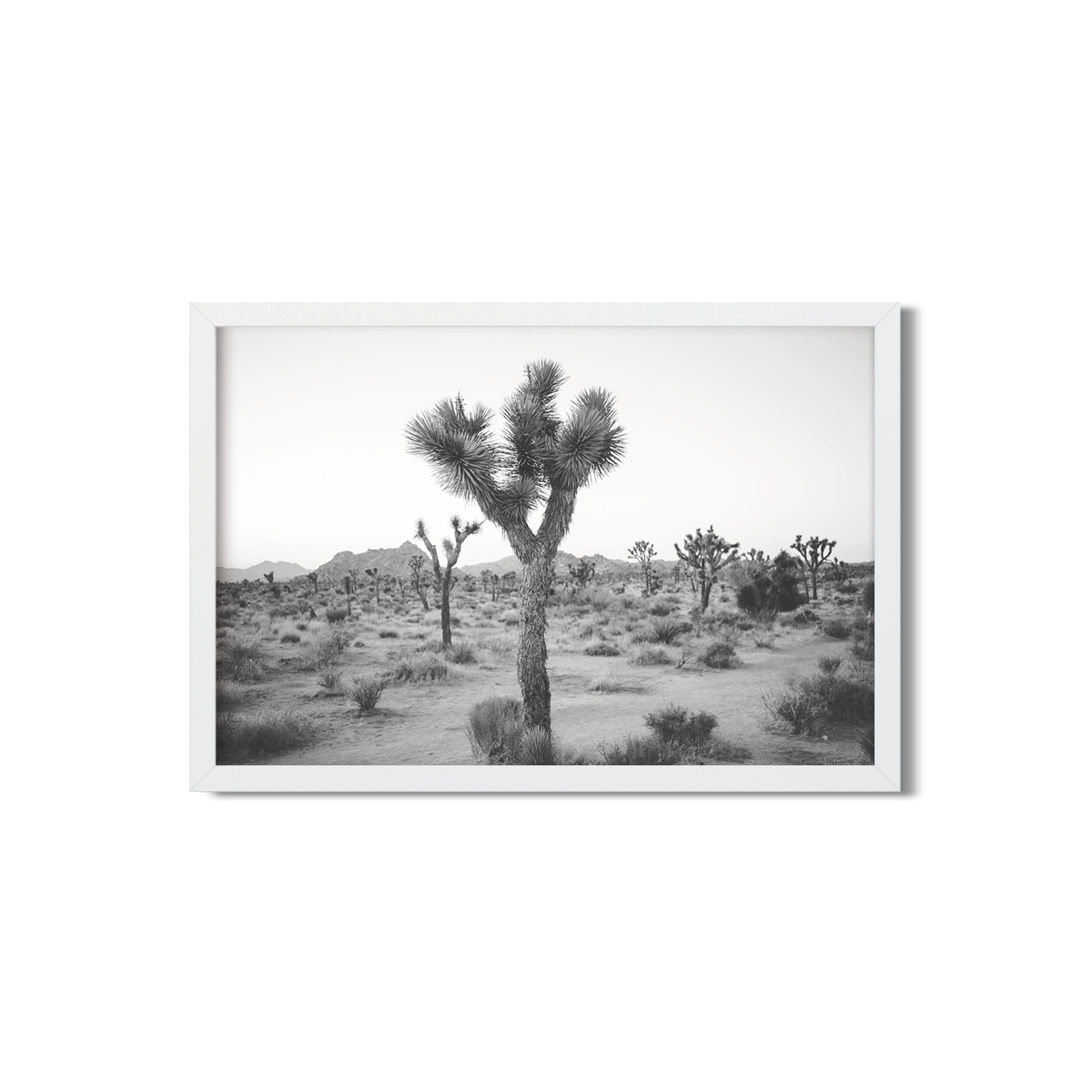 JOSHUA TREE NO. 24