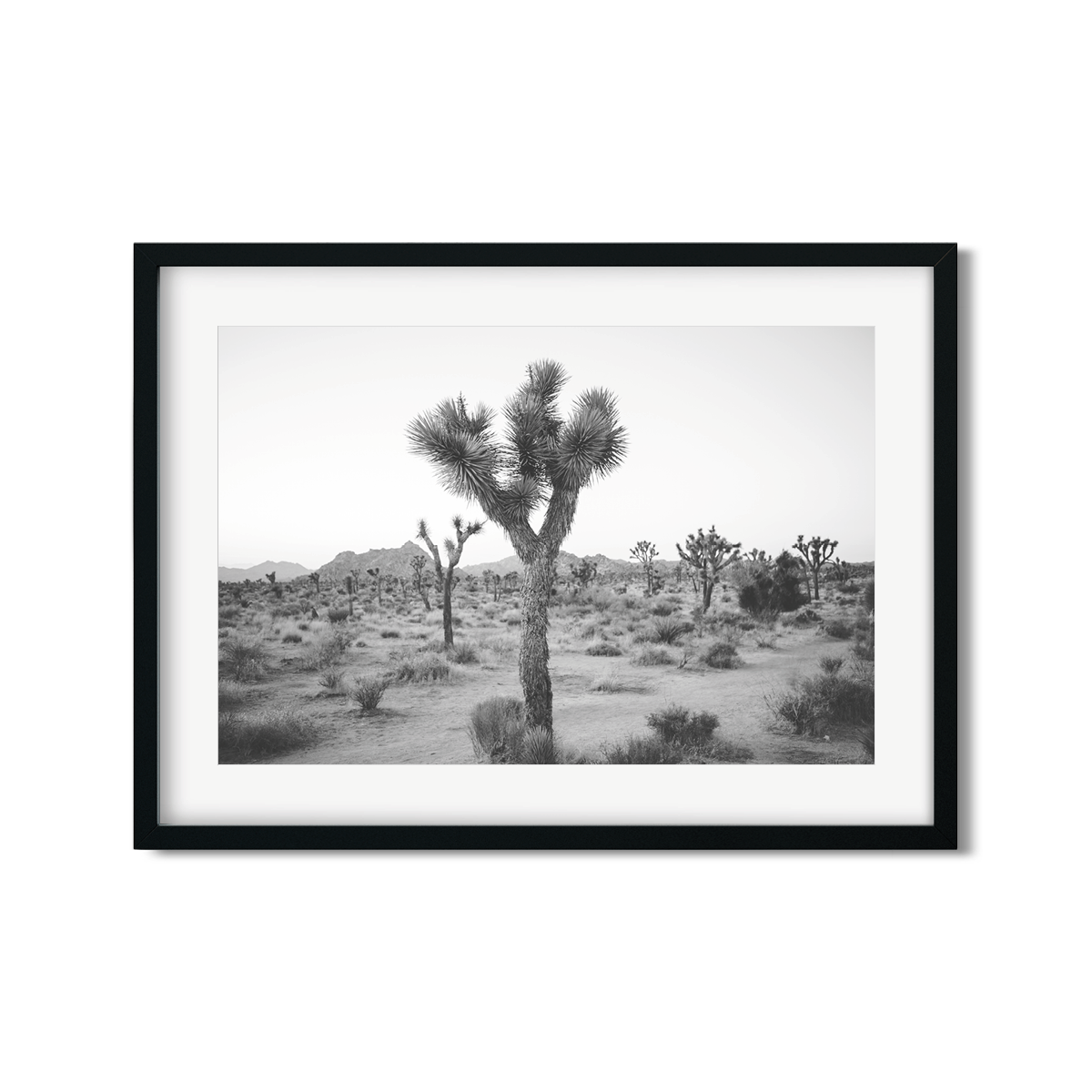 JOSHUA TREE NO. 24