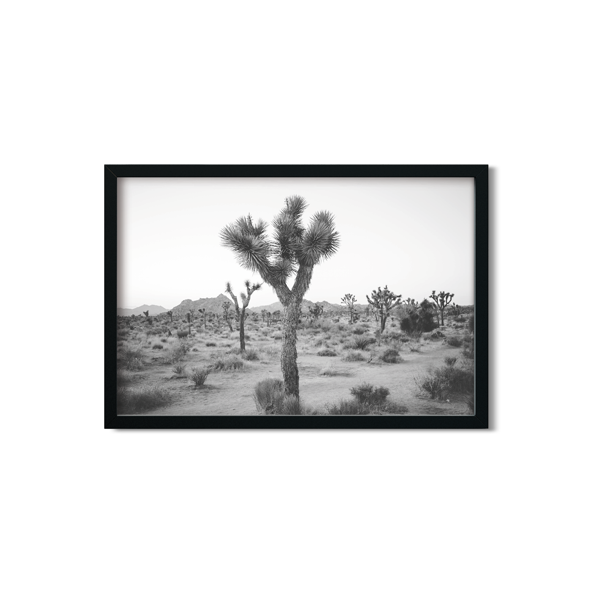 JOSHUA TREE NO. 24