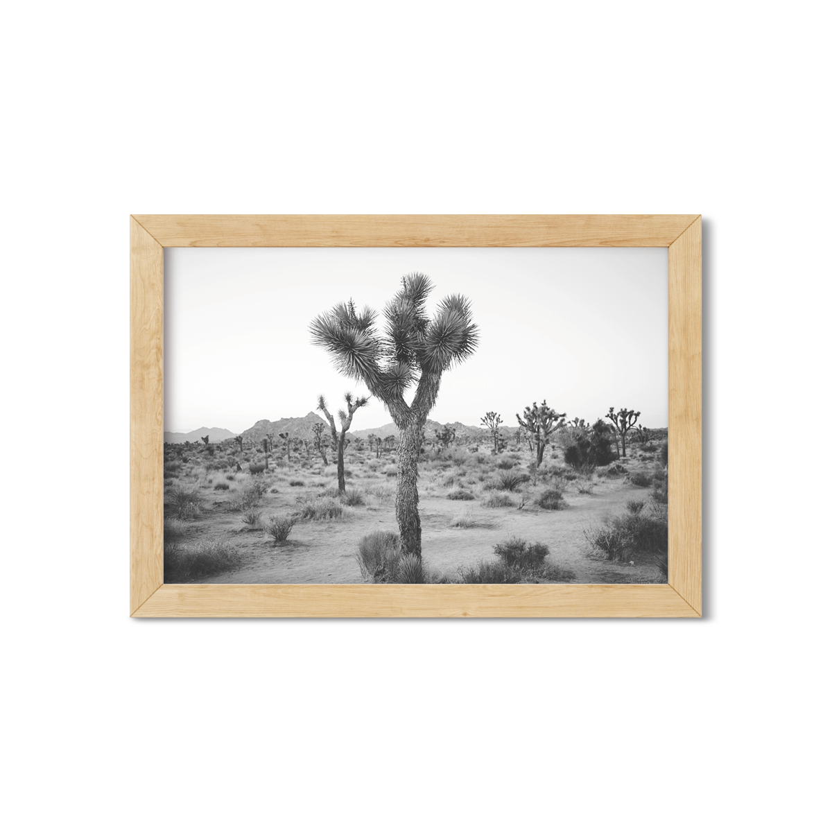 JOSHUA TREE NO. 24