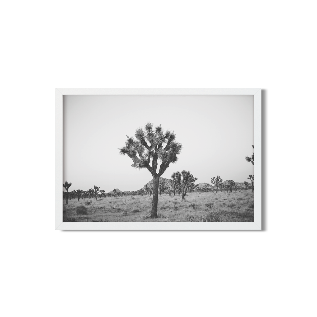 JOSHUA TREE NO. 25