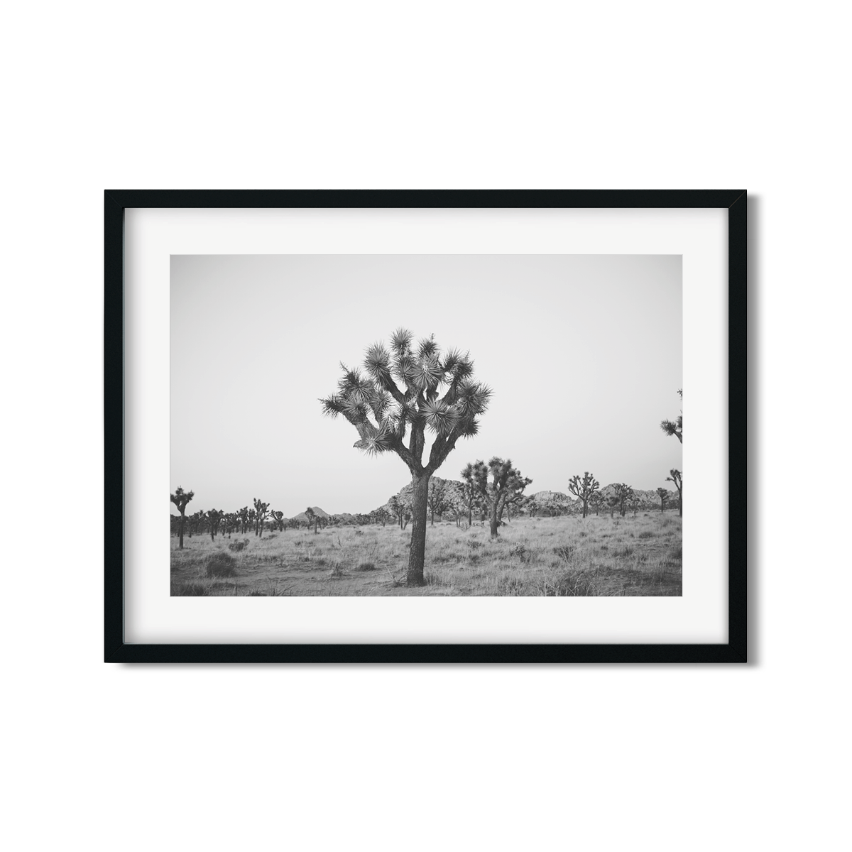 JOSHUA TREE NO. 25