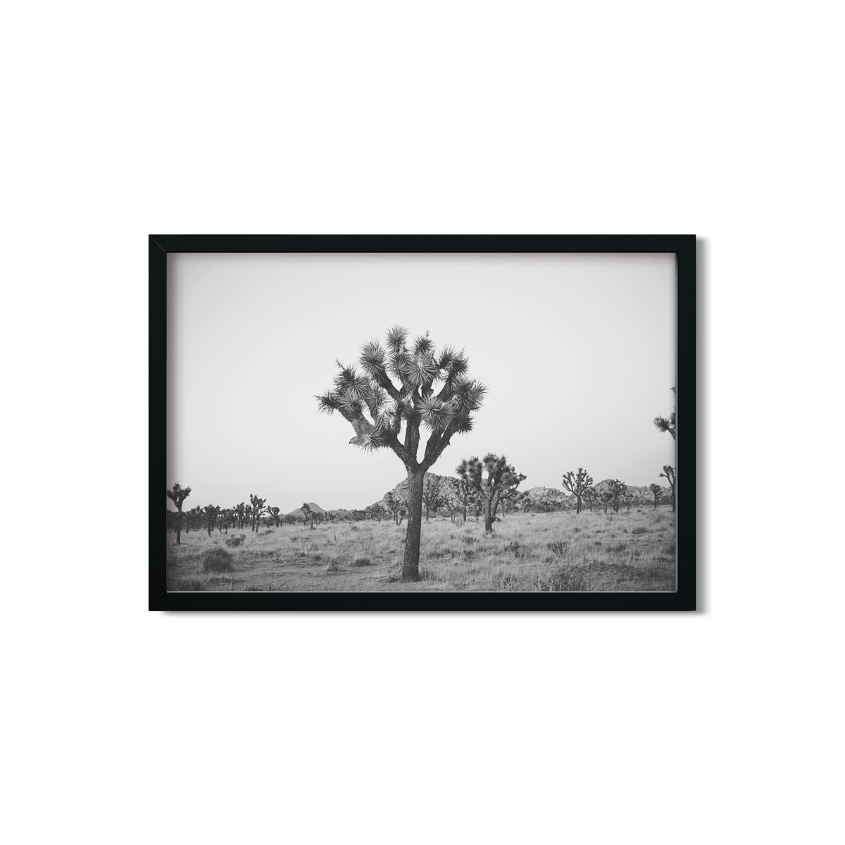 JOSHUA TREE NO. 25